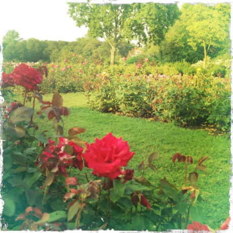 Roses in a park