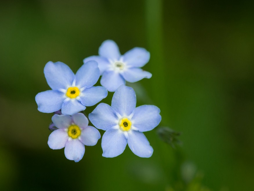 myosotis